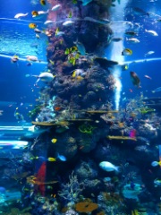 Visit Burj Khalifa & Dubai Aquarium