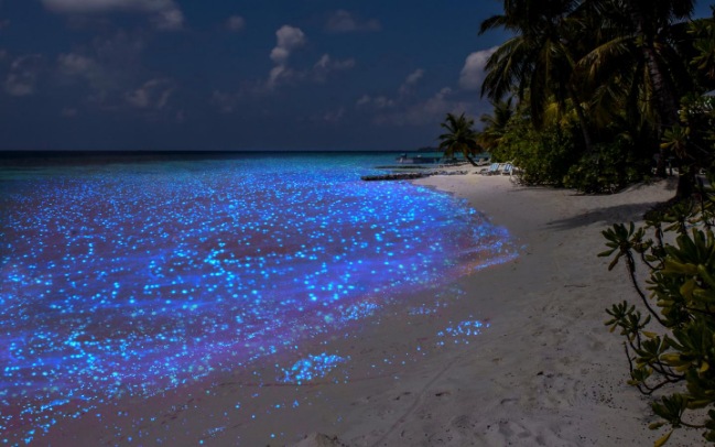 Bioluminescent Plankton