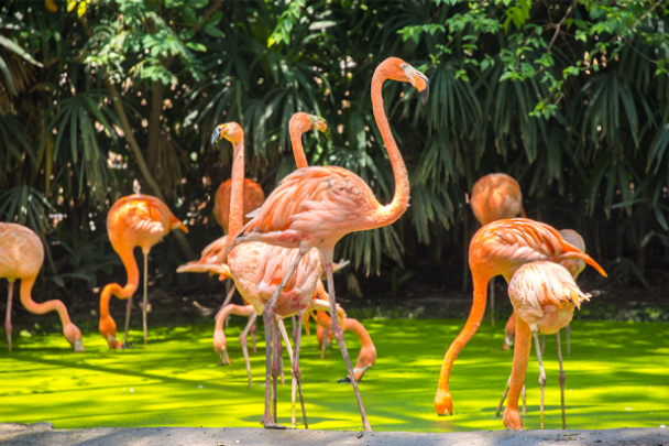 safari world bangkok