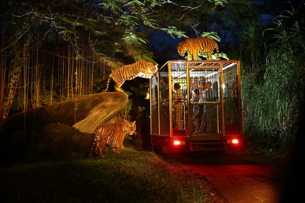 night safari singapore