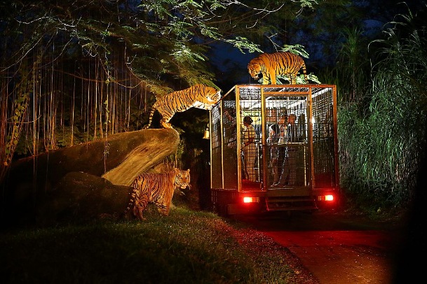 Night Safari Singapore