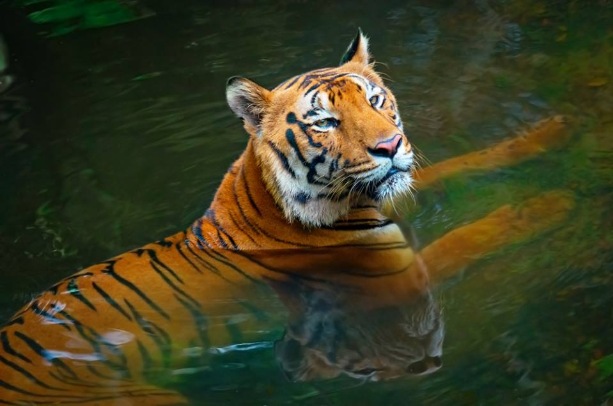 Experience the wildlife