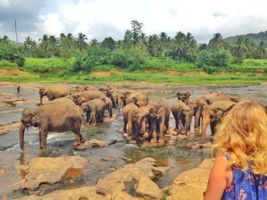 Visist Pinnawala Elephant Orphanage