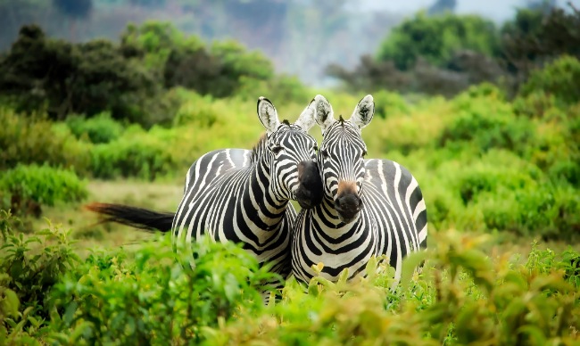 Bali Safari and Marine Park
