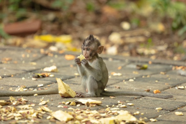 Fun at Ubud Monkey Forest