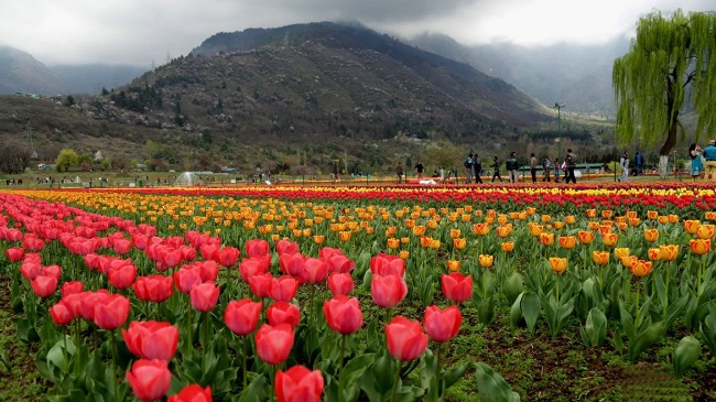 Visit the Indira Gandhi Memorial Tulip Garden