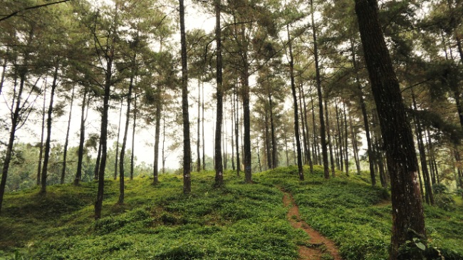 Visit Casela Nature Park Segway Tour