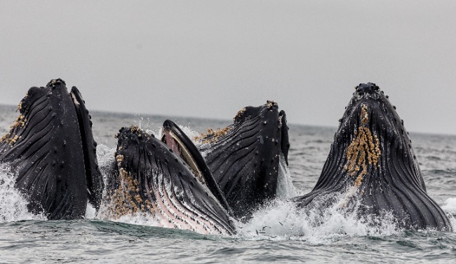 Whale watching