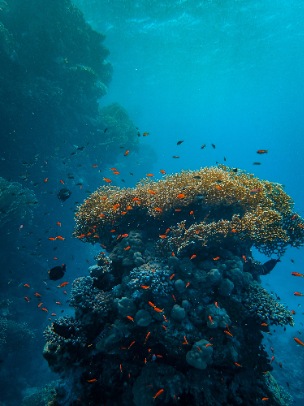 Snorkeling in Blue Bay Marine Park