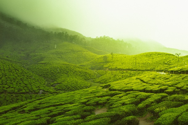 munnar tour packages