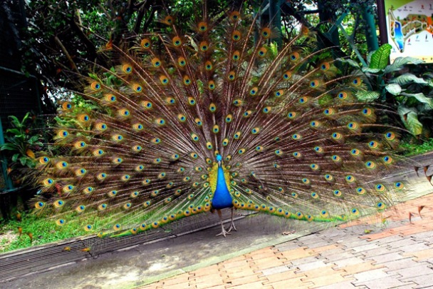 Kuala Lumpur Bird Park