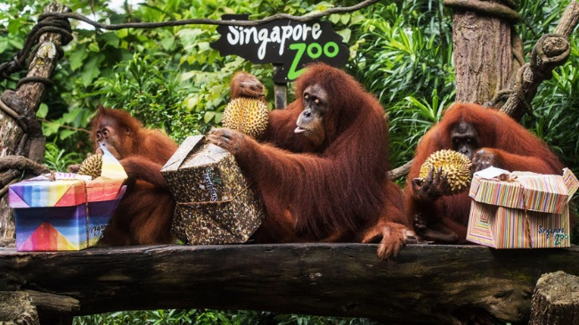 singapore zoo