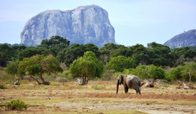 Yala National Park