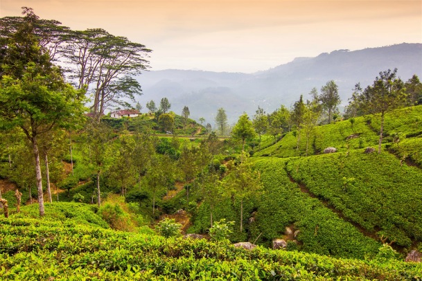 Nuwara Eliya