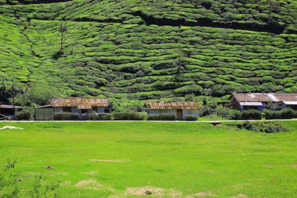 lake view from Teagarden in Munnar