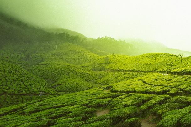 kerala tour packages