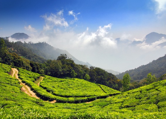 Tea Gardens