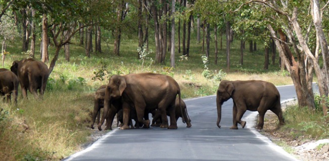 Mudumalai Wildlife Sanctuary