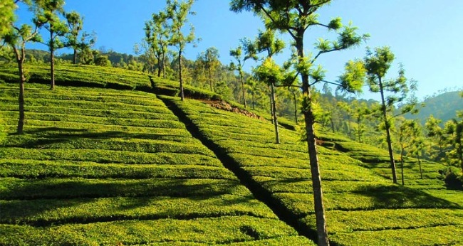 Tea Estate Viewpoint