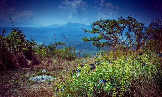 South-India