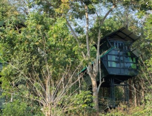 Wayanad Tree House-Wanderlust