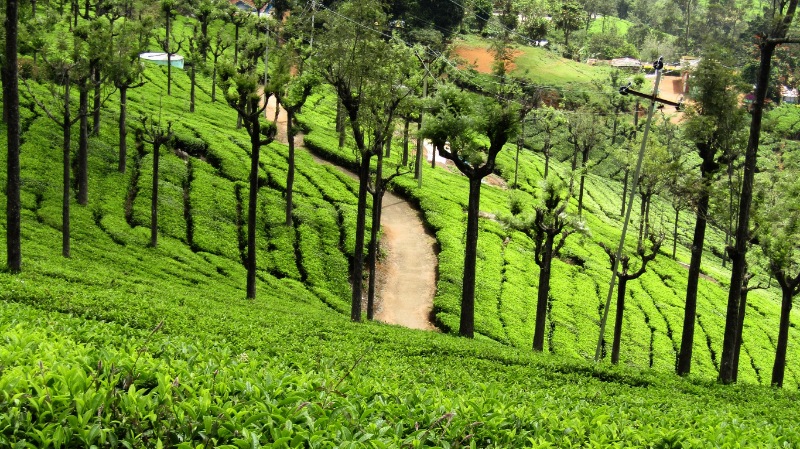 ooty masinagudi tour packages