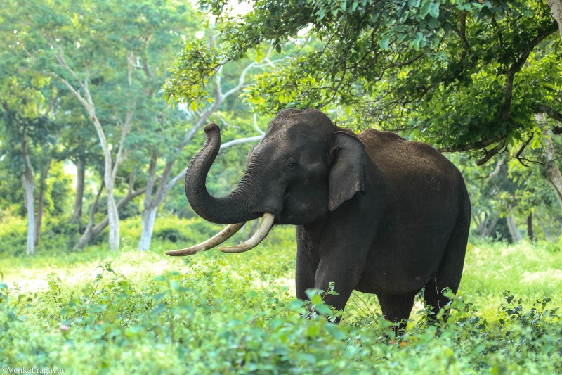 Best Selling Wayanad Ooty Tour Packages