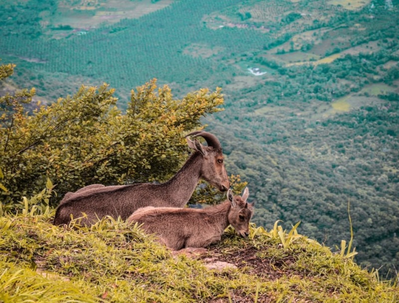 Munnar Honeymoon Package - Blackberry 