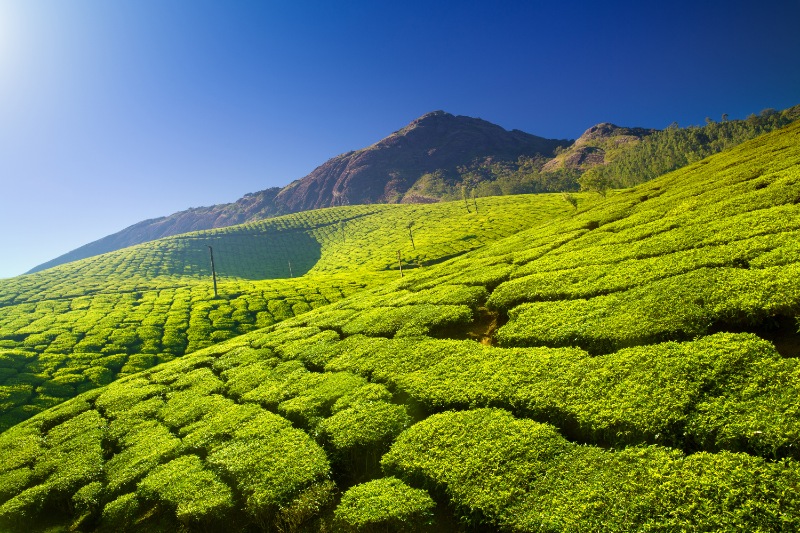 3 Days Kerala Honeymoon Package - Blueberry