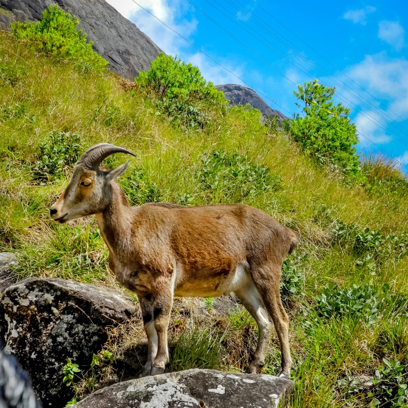 Munnar Honeymoon Packages - Cranberry