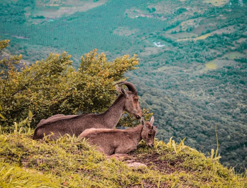 Kerala Honeymoon Packages from Surat