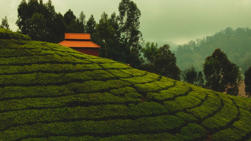 Trip from Bangalore | Best of Ooty & Coonoor Tour Package