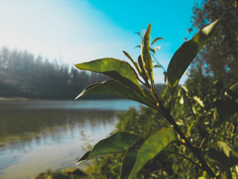 Trip from Bangalore | Ooty - Wayanad Tour Package