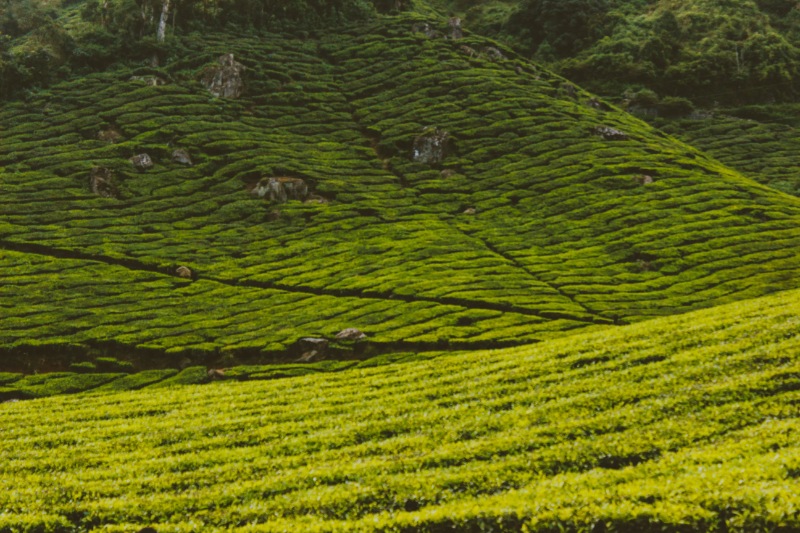 Trip from Bangalore | Ooty - Wayanad Tour Package