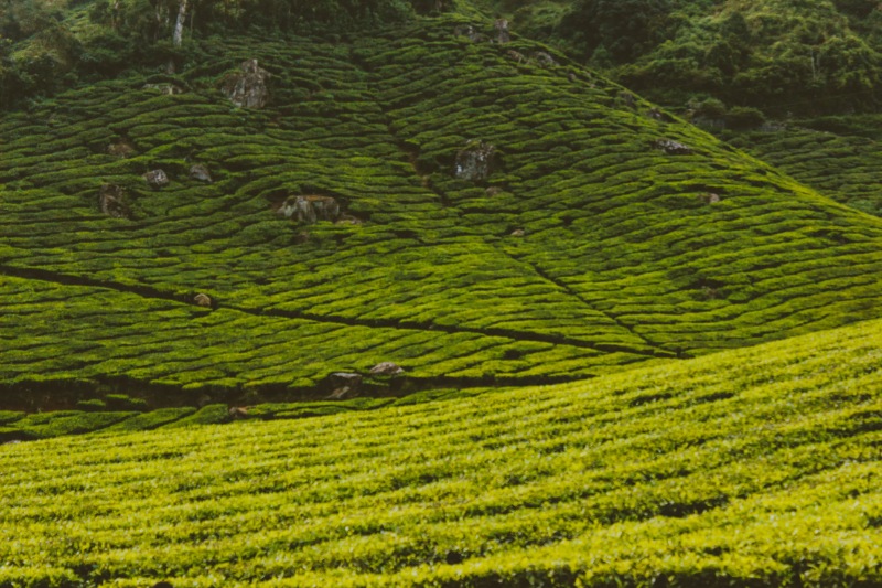 Trip from Bangalore | Ooty - Bandipur Tour Package