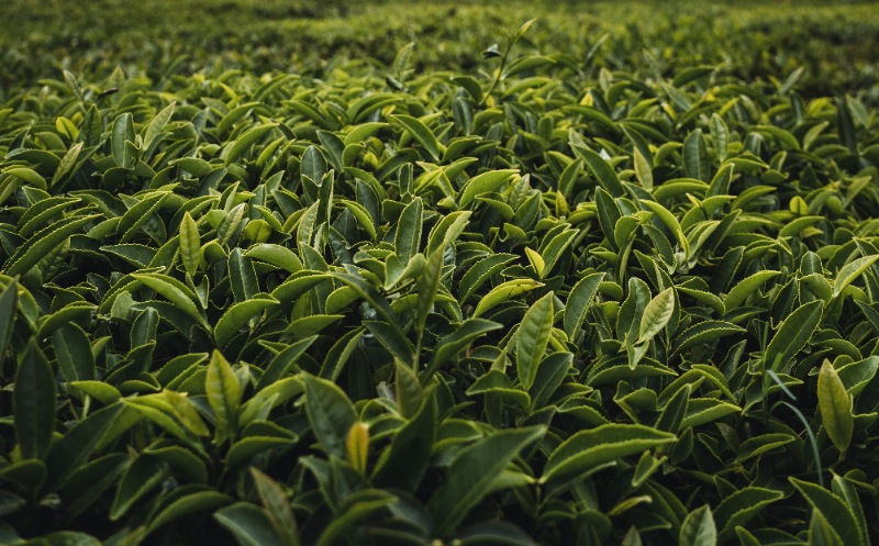 Trip from Bangalore | Ooty - Coonoor Tour Package