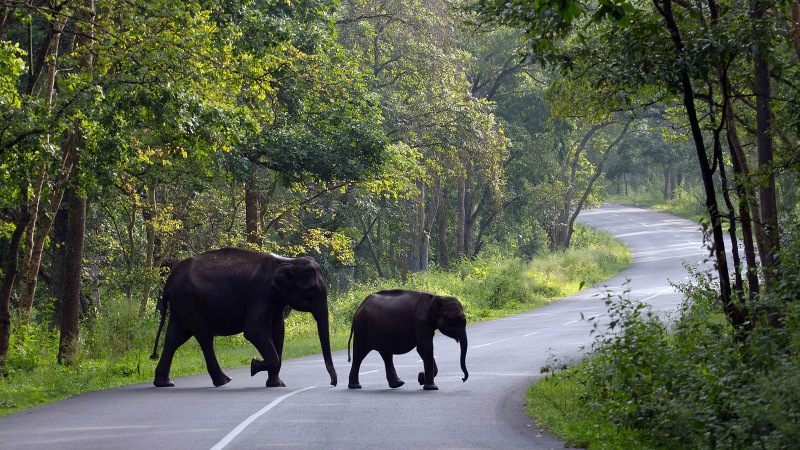 Wayanad Tour Package