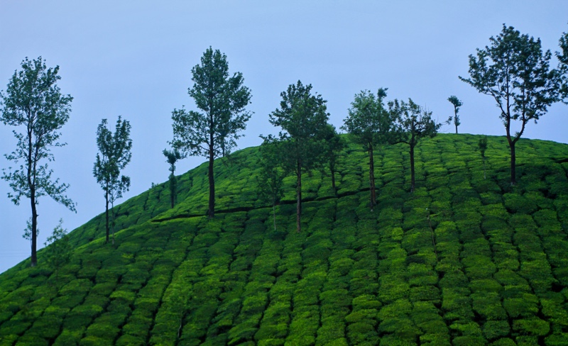 5 Days Munnar Luxury Package
