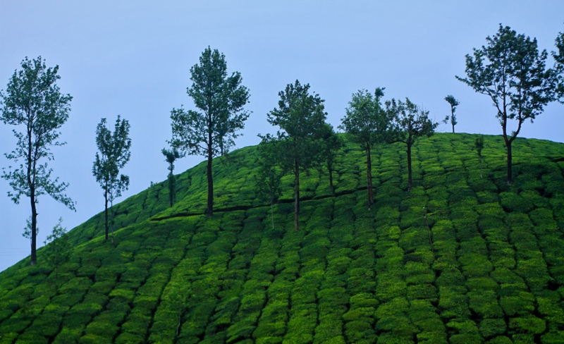 4 Days  Munnar Tour Package from Cochin