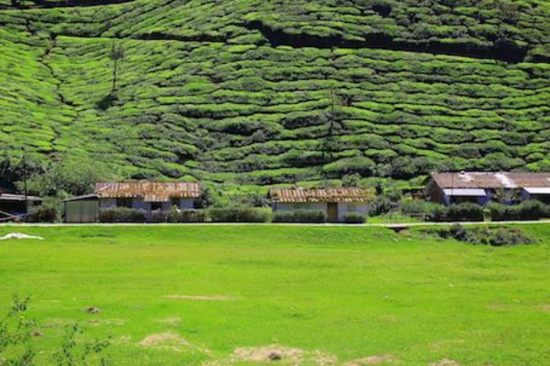 munnar tour packages for 7 days