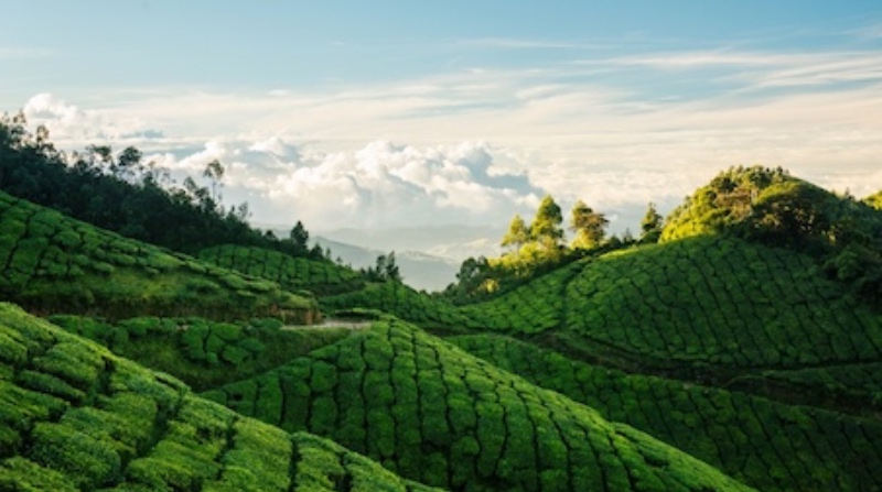 munnar tour packages for couple