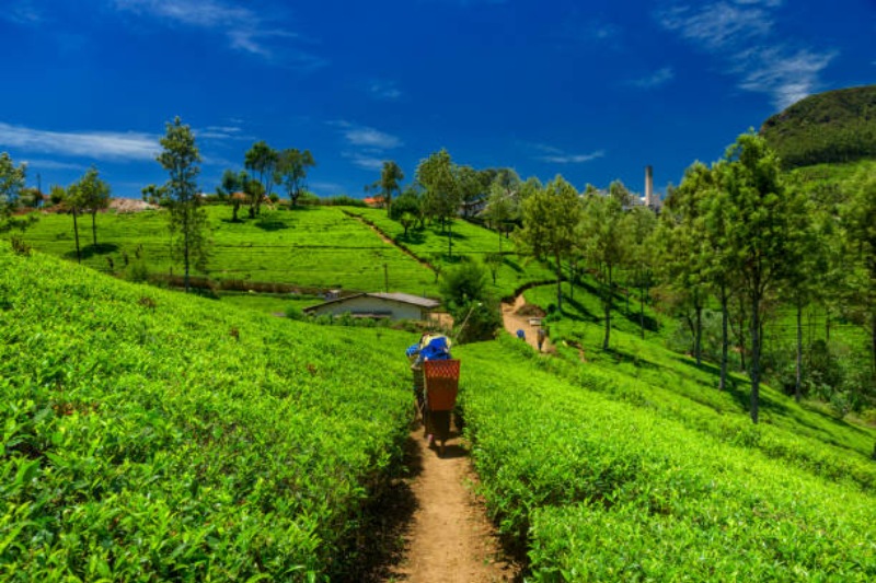 Budget 4 Days Kerala Tour Package