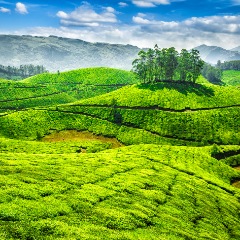 Kerala Honeymoon Package