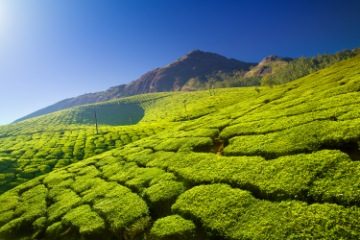 Cochin - Munnar