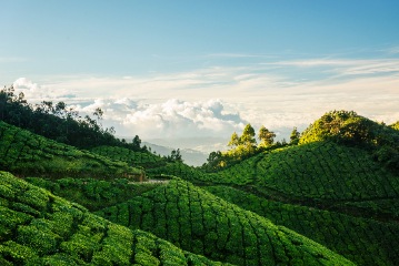 munnar honeymoon packages