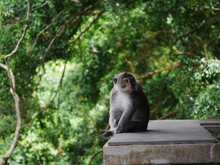 Bali sightseing