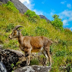 Cochin to Munnar