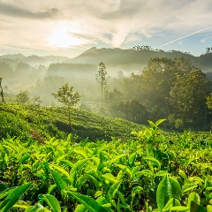 Cherai to Munnar