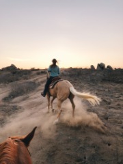 Desert Safari Visit