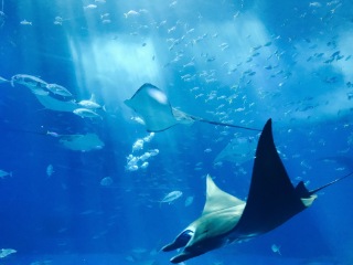 Burj Khalifa & Dubai Aquarium